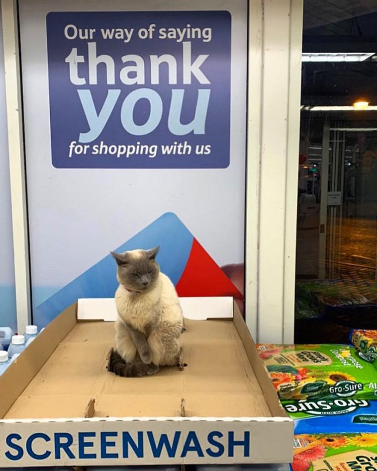 store cat