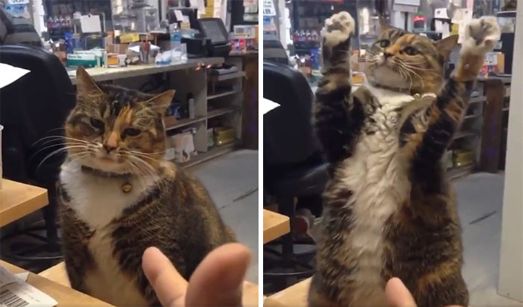 store cats