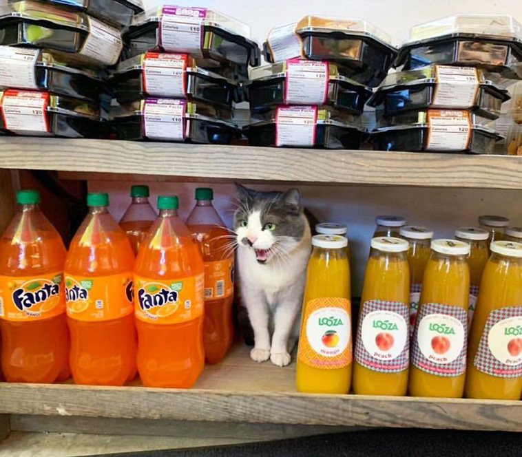 funny store cats