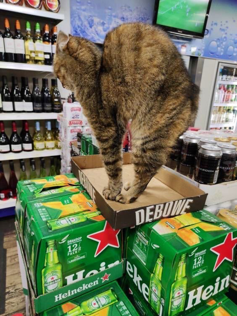 funny store cats
