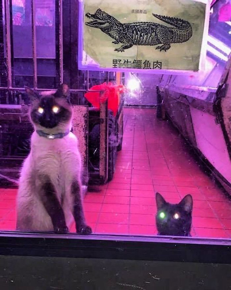funny store cats