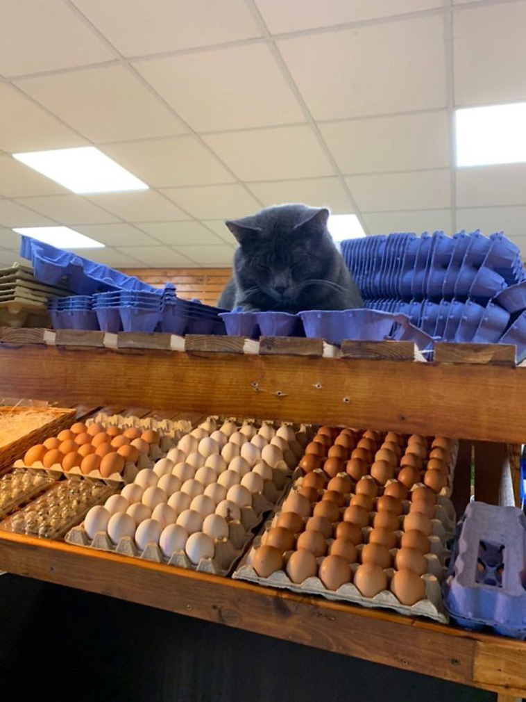funny store cats