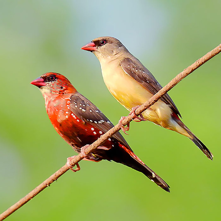 Strawberry finches