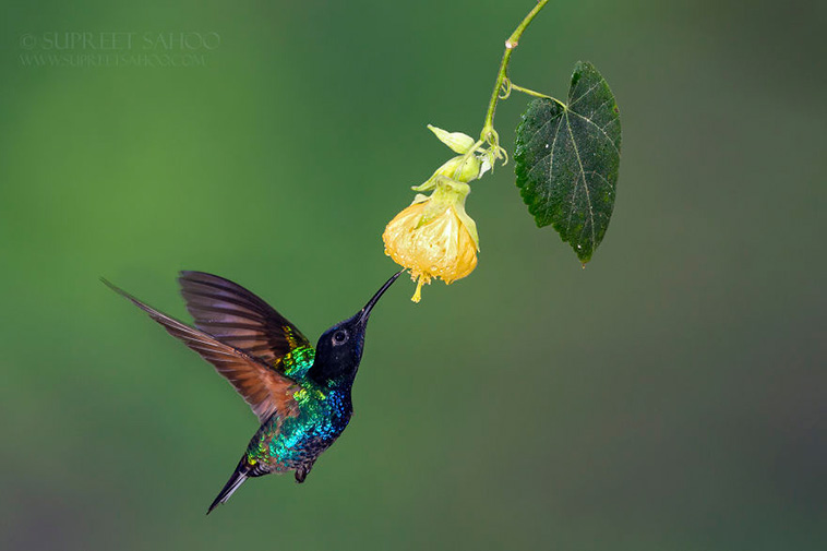 Exotic birds