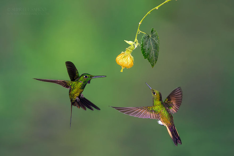 Exotic birds
