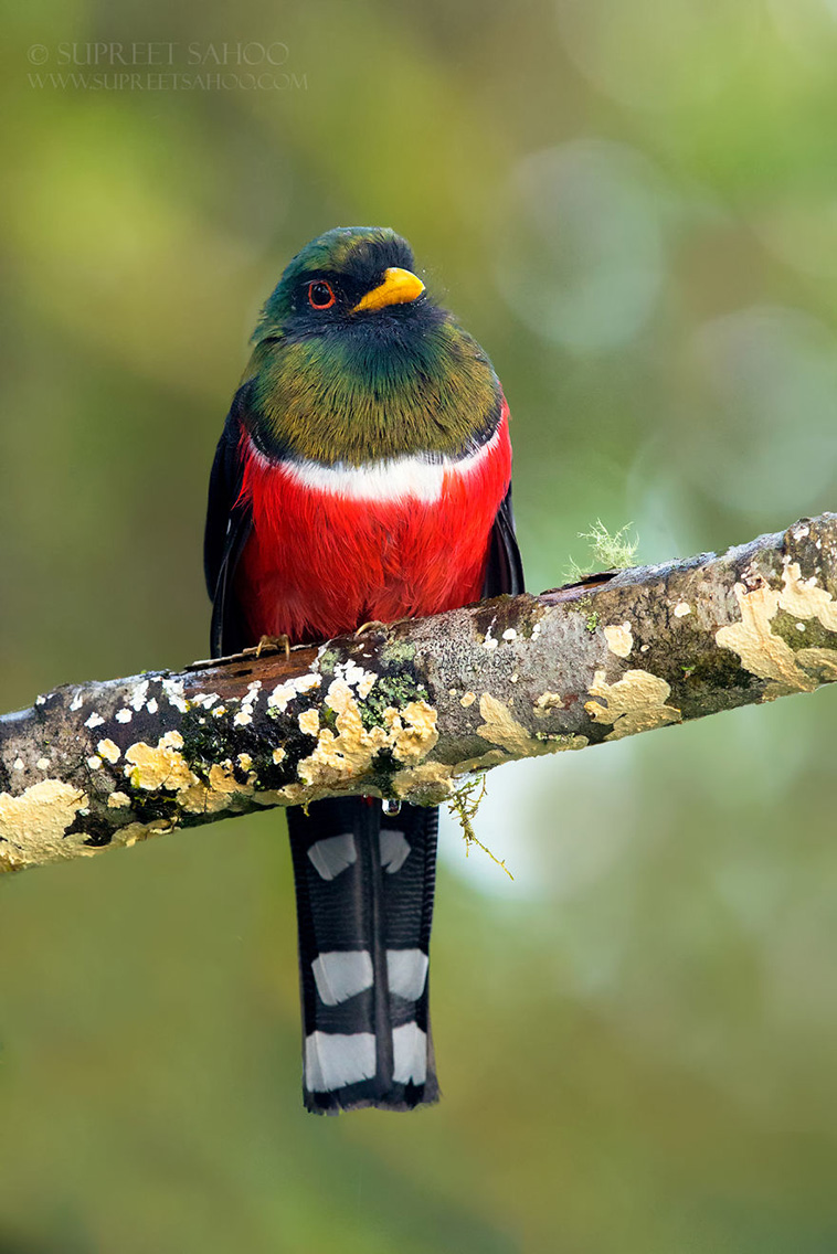 Exotic birds