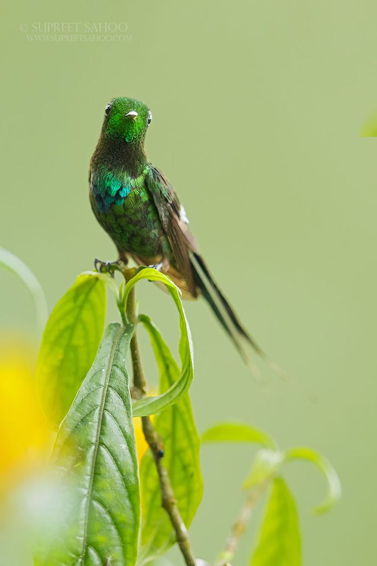 Exotic birds