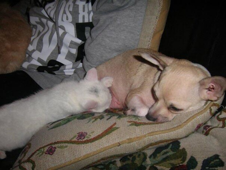 cute pets