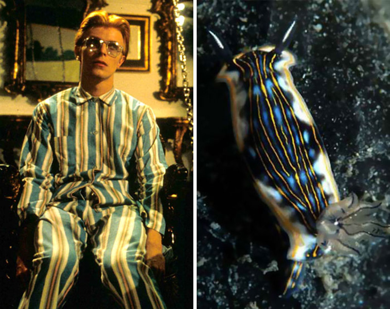 David Bowie Sea Slug