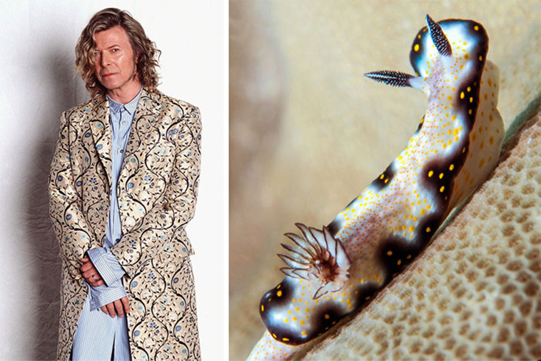 David Bowie Sea Slug