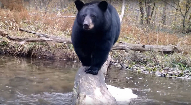 bear on log bridge