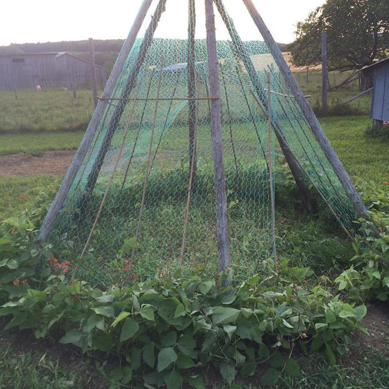bean plant grown garden tent