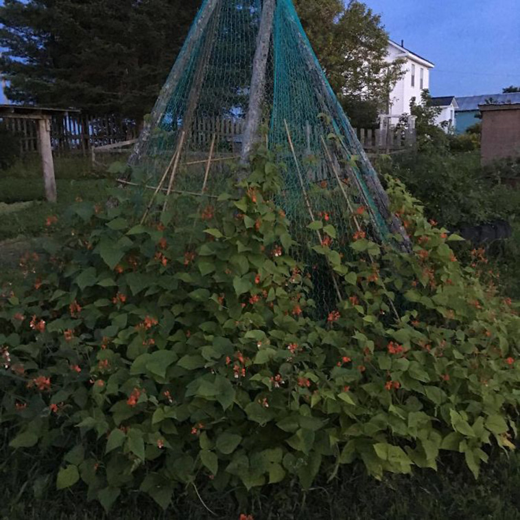 bean plant grown garden tent