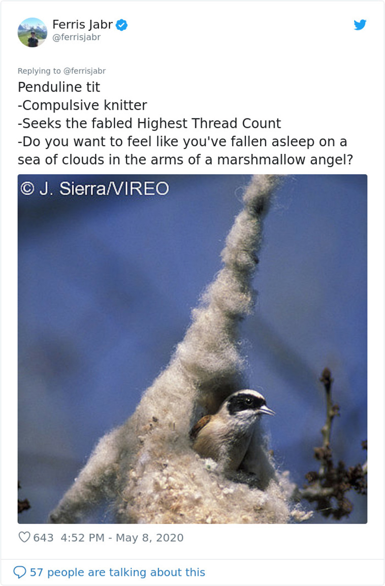 Bird Nests