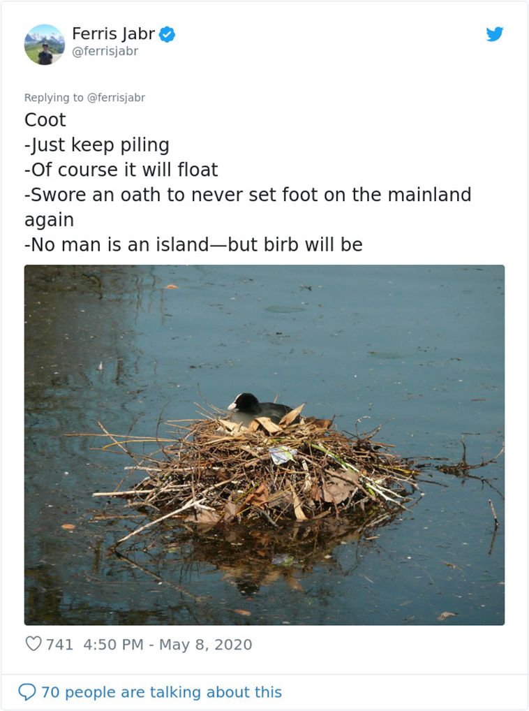 Bird Nests