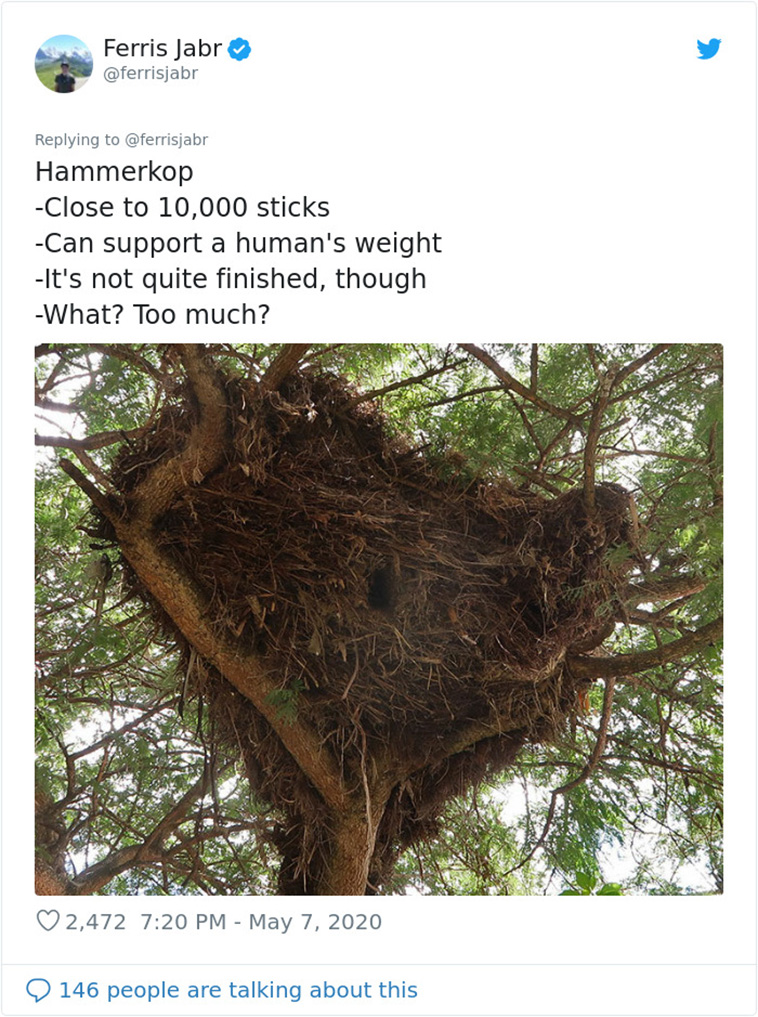 different Bird Nests