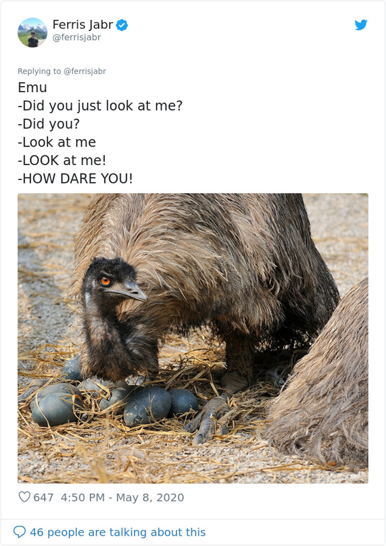 different Bird Nests