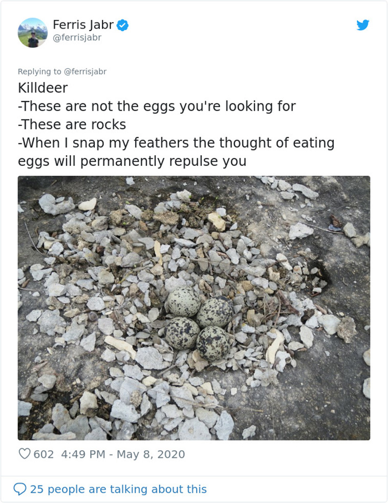 Bird Nests