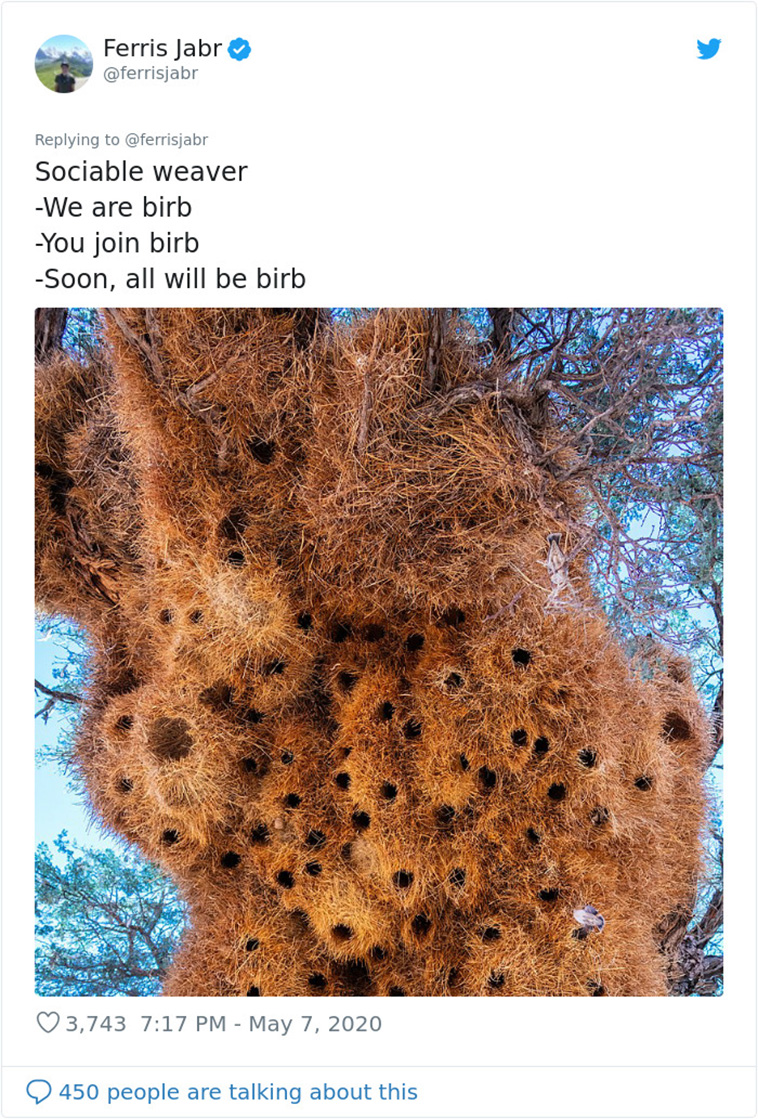 Bird Nesting Styles
