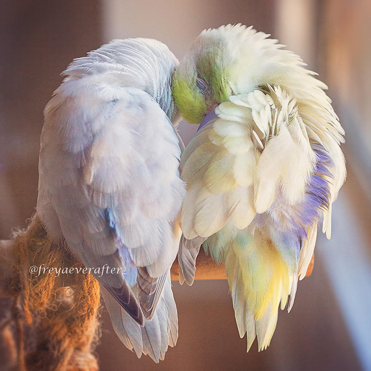 cute Parrotlet Birds 