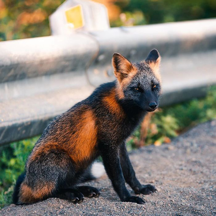 black and orange fox