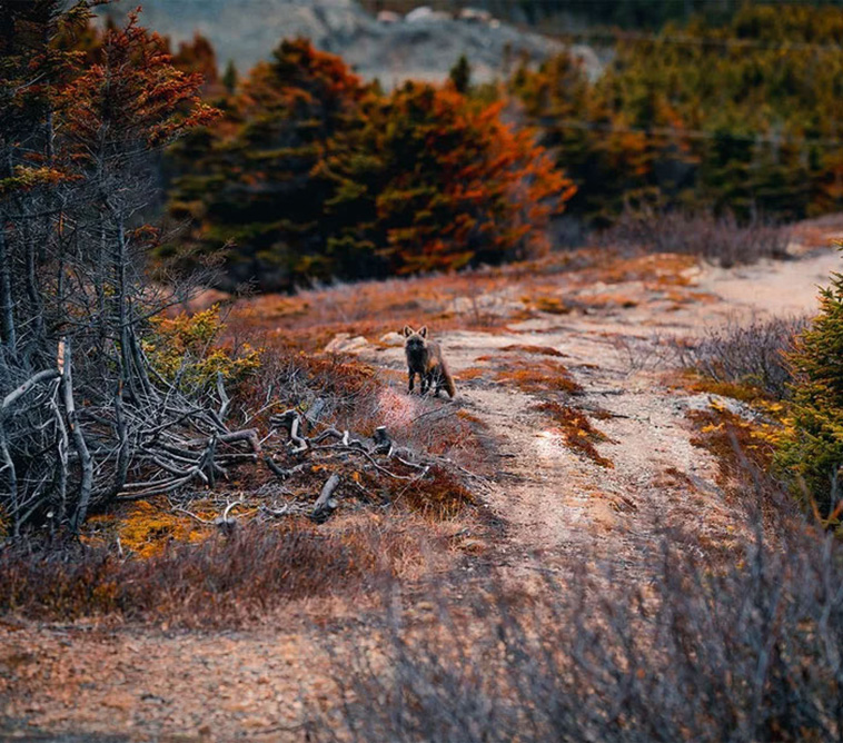 black and orange fox