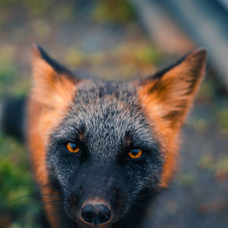 black and orange fox