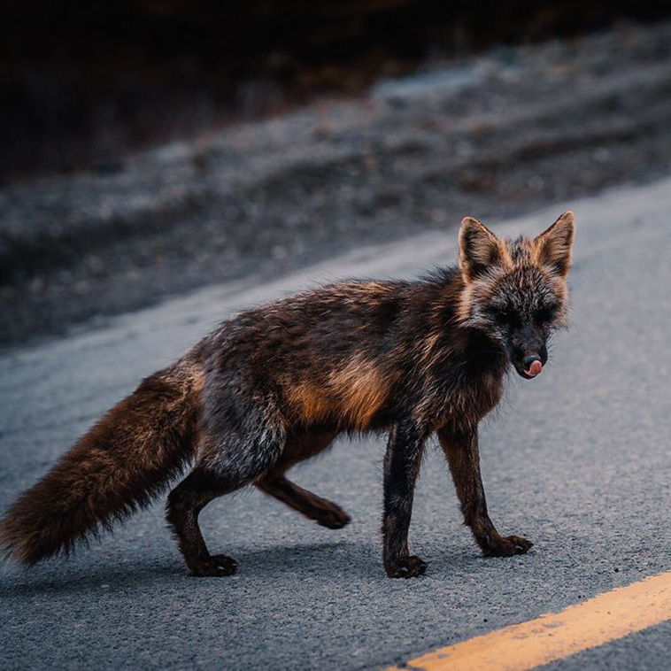 black and orange fox