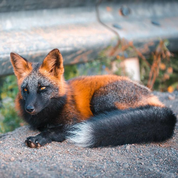 black and orange fox