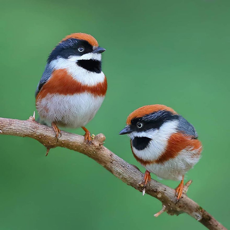 black throated bushtit 