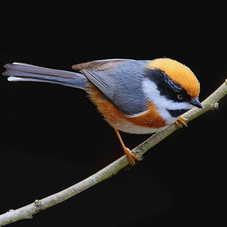 black throated bushtit bird