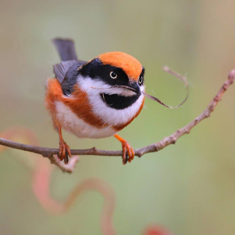 black throated bushtit