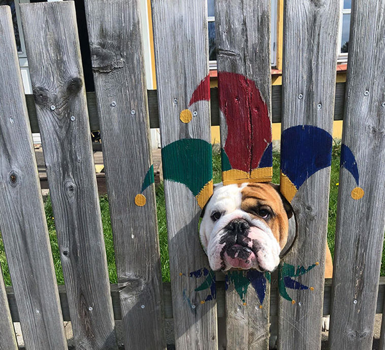 bulldog painted fence costume