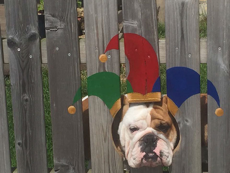 bulldog painted fence costume
