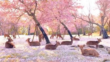 deer-cherry-blossom