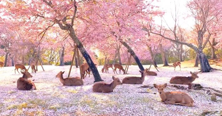 deer-cherry-blossom