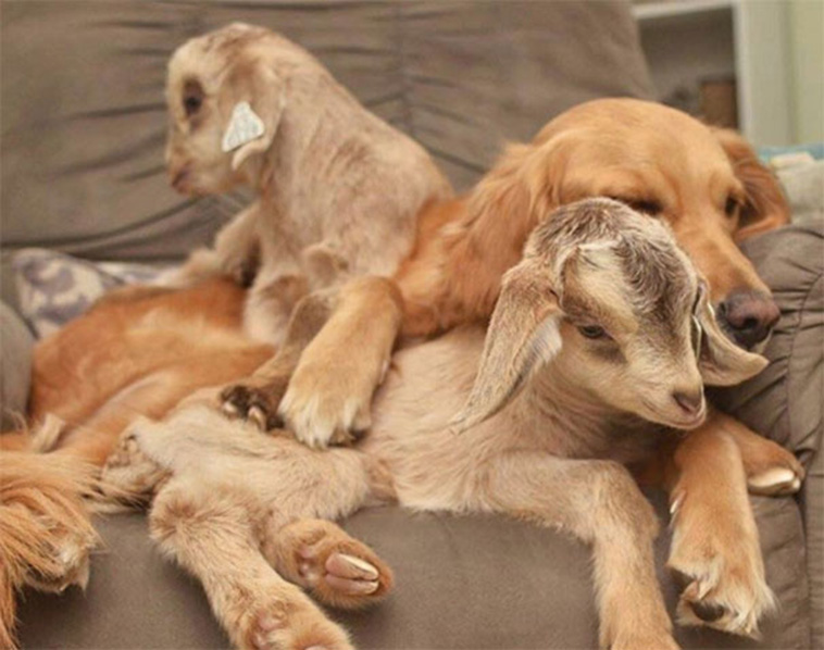 dog mother baby goats