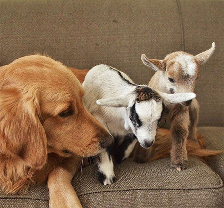 dog mother instinct