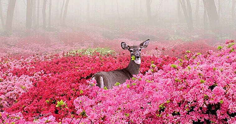 whimsical photo collages