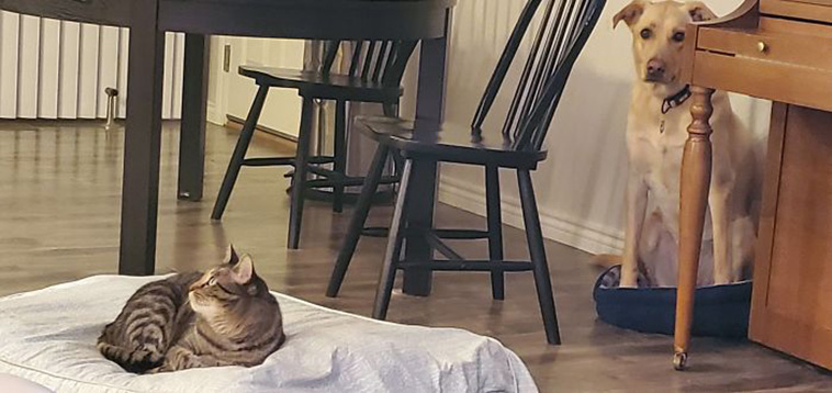 funny cats