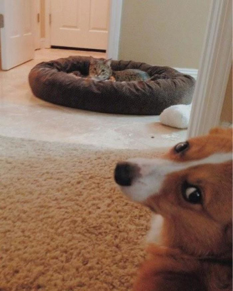 funny cats steal dog bed