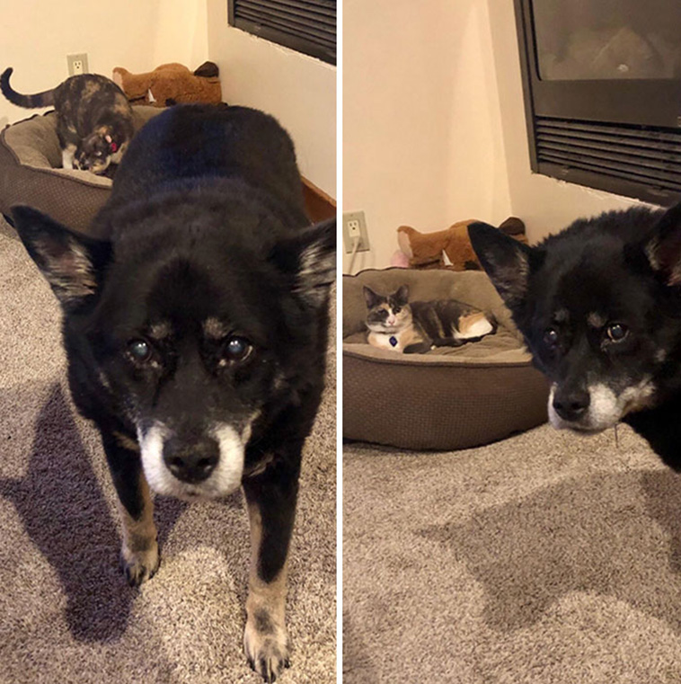 cats stealing dog beds