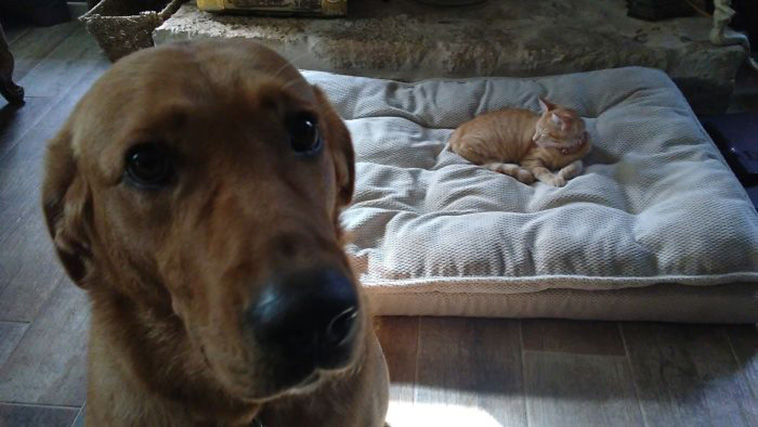 funny cats