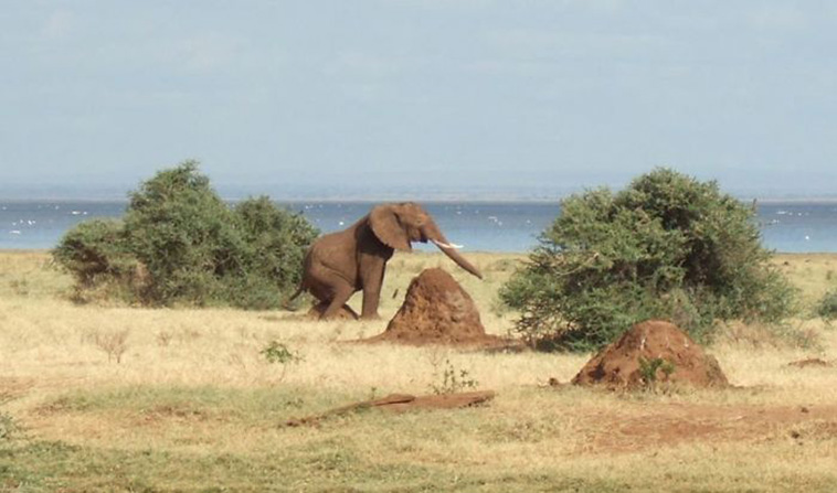 Wildlife Photo fails