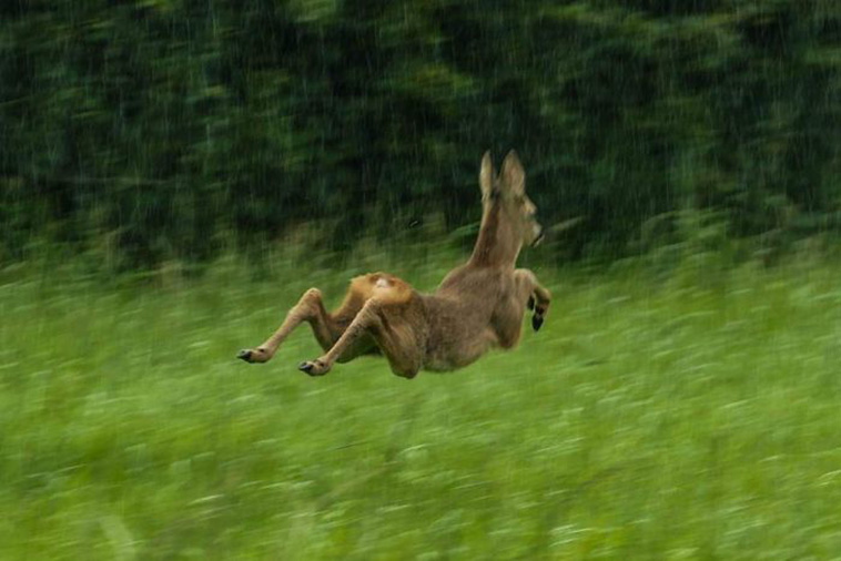 funny Wildlife Photos