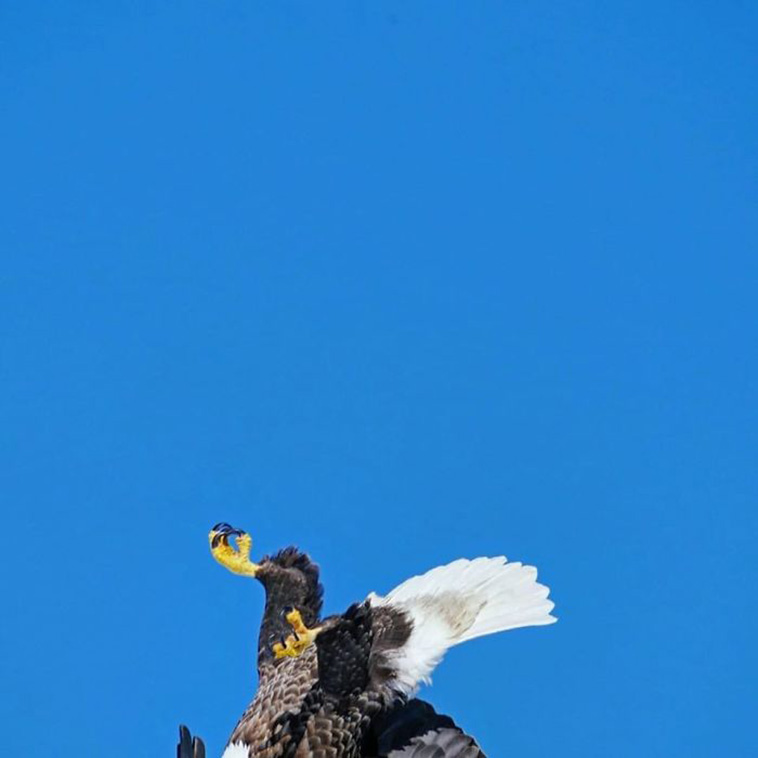 Wildlife Photo fails