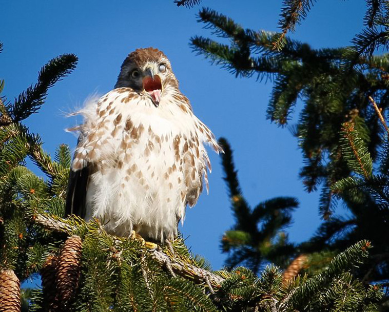 Wildlife Photo fails