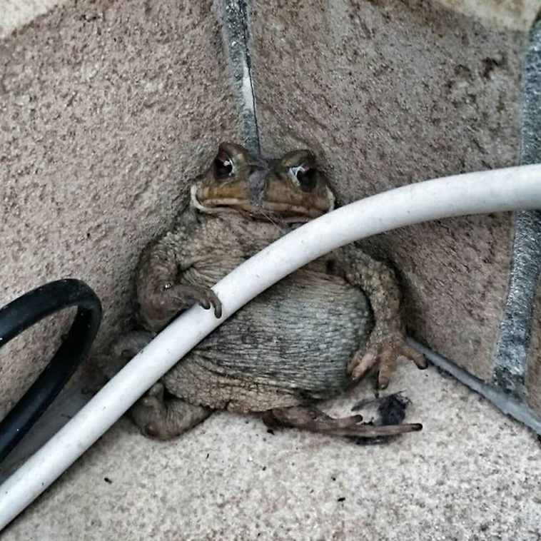 funny Wildlife Photos