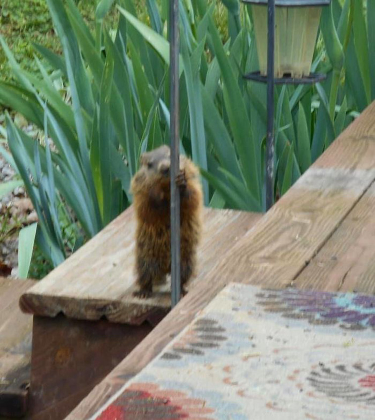 Crap Wildlife Photos