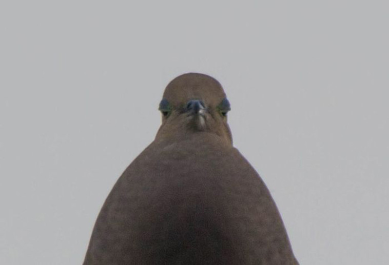 Wildlife Photo fails